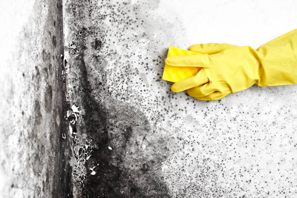 Best Crawl Space Mold Removal  in Haltom City, TX