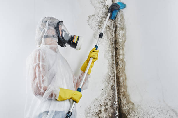 Best Mold Damage Repair  in Haltom City, TX