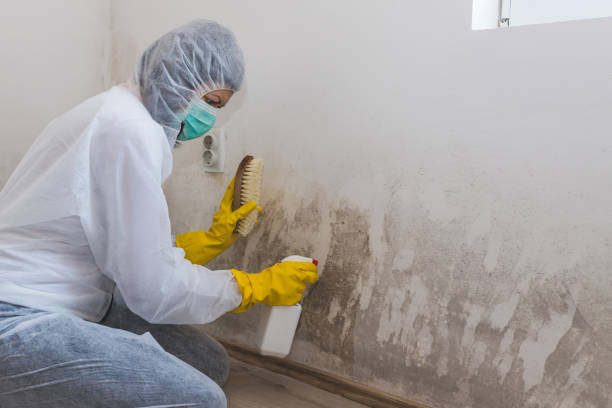 Best Residential Mold Removal  in Haltom City, TX