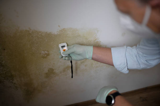 Best Emergency Mold Removal  in Haltom City, TX