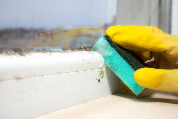 Reliable Haltom City, TX Mold Removal Solutions