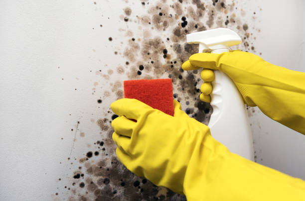 Best Fast Mold Removal  in Haltom City, TX
