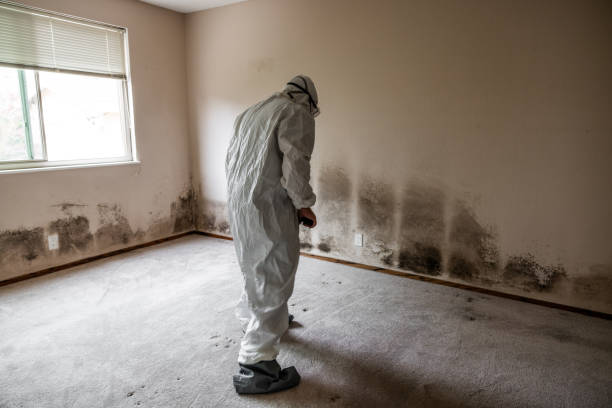 Best Residential Mold Removal  in Haltom City, TX