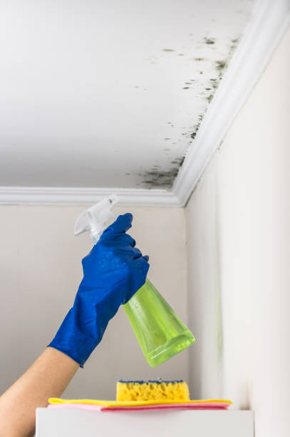 Mold Removal Process in Haltom City, TX